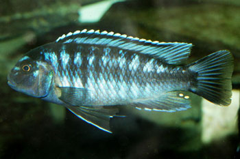 MELANOCHROMIS JOHANNII